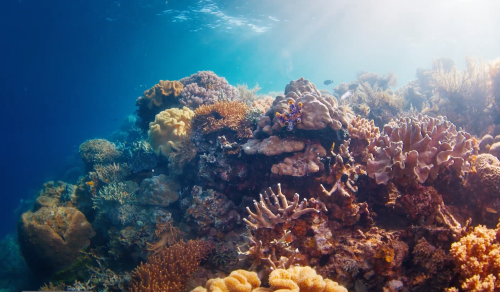 Coral reef underwater with sun beams